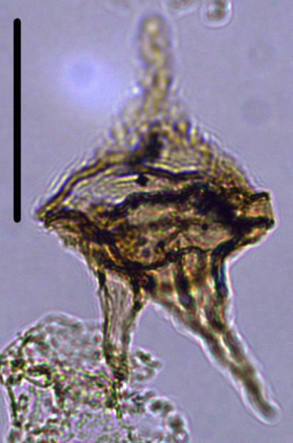 Cerodinium depressum Cdep27X220212901040.jpg